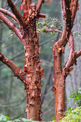 Issaquah, Washington State, USA. Paperbark Maple (Acer griseum) with peeling red bark on a foggy day.