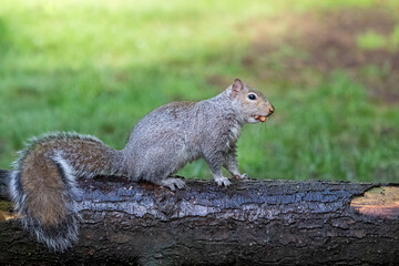 Issaquah, Washington State, USA. Western Gray Squirrel standing on a log