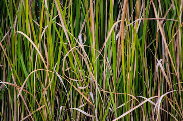 Green dry Tall Grass abstract pattern for background.
