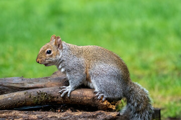 Naklejka na ściany i meble Issaquah, Washington State, USA. Western Gray Squirrel standing on a log