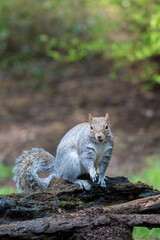 Issaquah, Washington State, USA. Western Gray Squirrel standing on a log