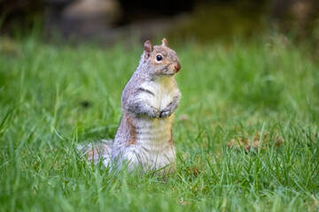 Obraz premium Issaquah, Washington State, USA. Western Gray Squirrel standing up in the grass to get a better view