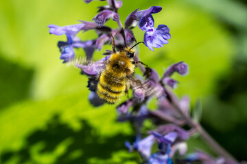 Issaquah, Washington State, USA. Honeybee pollinating a Walker's Low catnip (Nepeta Walker's Low)