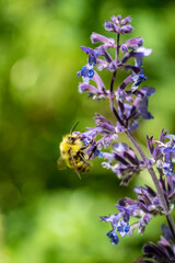 Issaquah, Washington State, USA. Honeybee pollinating a Walker's Low catnip (Nepeta Walker's Low)