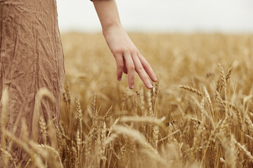 hand the farmer concerned the ripening of wheat ears in early summer harvest © SHOTPRIME STUDIO