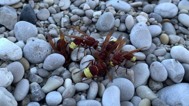 Large hornets on the stones, close-up. Yellow-brown wasps on a gray background. Bee family looking for food. Arthropod insects get food.