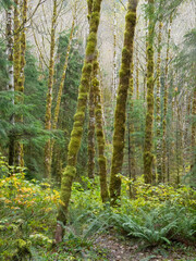 Washington State, Central Cascades, Pratt River Area, Moss covered Red Alder trees