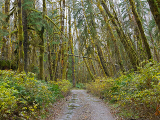 Washington State, Central Cascades, Forest Road 5620, Moss covered Red Alder forest