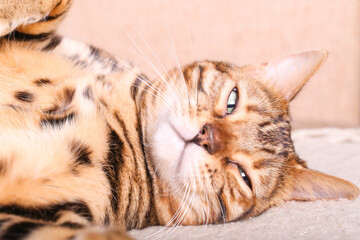 Bengali cat is lying on the sofa