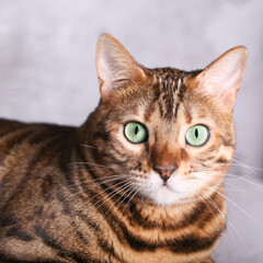 Bengali cat is lying on the sofa