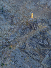 Washington State, North Cascades, Golden Larch Tree
