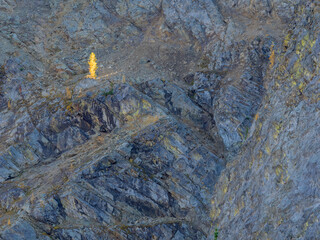 Washington State, North Cascades, Golden Larch Tree
