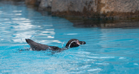 Fototapeta premium 泳ぐペンギン