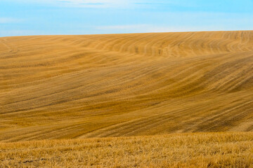 Harvested tracks on rolling wheat field at sunrise, Palouse, Washington State, USA