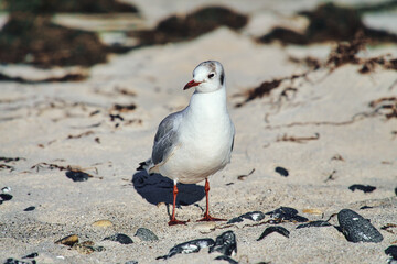 Seagull on the sandy beach of zingst.