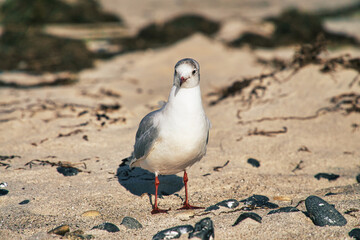 Seagull on the sandy beach of zingst.