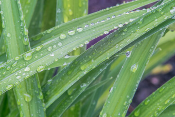 Washington State, Bellevue. Water Drops on leaves