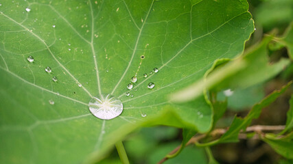 Drop of water that collects in the center of a cress leaf