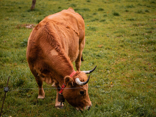 Vaca pastando en un prado asturiano