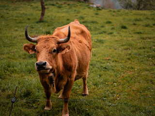Vaca pastando en un prado asturiano