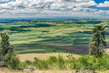 Fototapeta premium Washington State, Whitman County. Kamiak Butte County Park, looking down on the Palouse