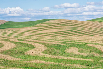 Washington State, Whitman County. Hay harvest