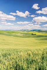 Washington State, Whitman County. Palouse farm fields
