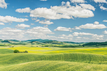 Obraz premium Washington State, Whitman County. Palouse farm fields