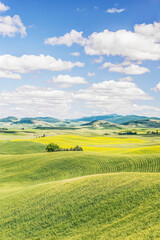 Fototapeta premium Washington State, Whitman County. Palouse farm fields