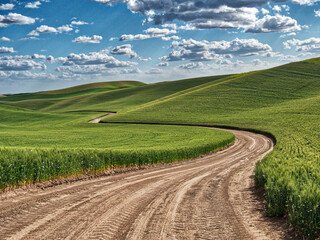 USA, Washington State, Palouse, Country Backroad through Spring wheat fields