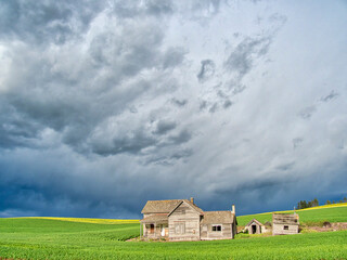Obraz na płótnie Canvas USA, Washington State, Palouse, Old abandoned homestead with canola and wheat fields