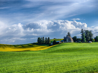 USA, Washington State, Palouse, Rolling hills of canola and wheat