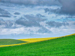 USA, Washington State, Palouse, Rolling hills of canola and wheat