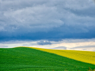 Fototapeta premium USA, Washington State, Palouse, Rolling hills of canola and wheat