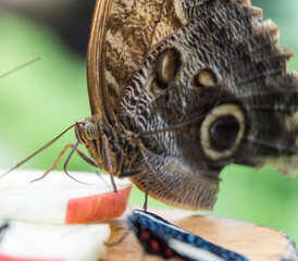 detailed close up of butterfly