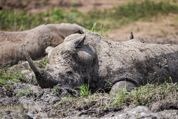 Southern White rhino relaxing in the Hluhluwe-Imfolozi game reserve