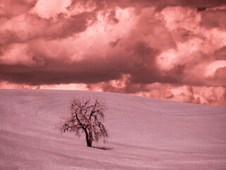 USA, Washington State, Palouse. Lone tree in wheat field