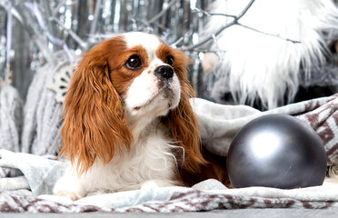 new year spaniel dog on a shimmering background
