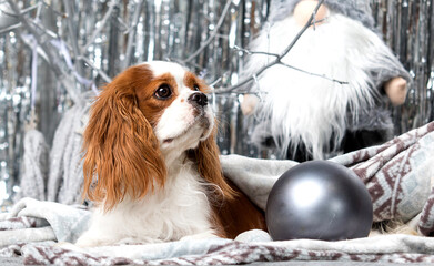 new year spaniel dog on gray shiny background