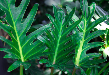Obraz premium Close up and macro bright green leaf in environment. Natural background and texture.