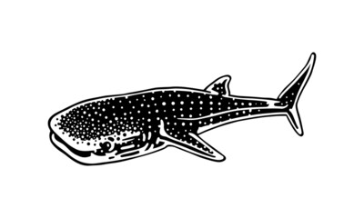 whale shark_isolated