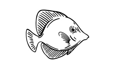 yellow tang_isolated