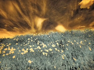 USA, Washington State, Palouse. Spring Poppies and Backcountry road through wheat field and clouds