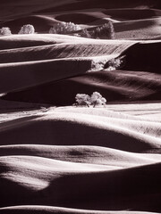 USA, Washington State, Palouse region, Rolling hills at Sunset