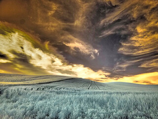 USA, Washington State, Palouse region, Rolling Hills of wheat