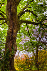 autumn in the forest
