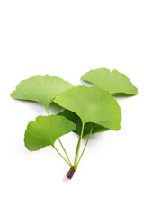 leaves of Ginkgo biloba isolated on white background.