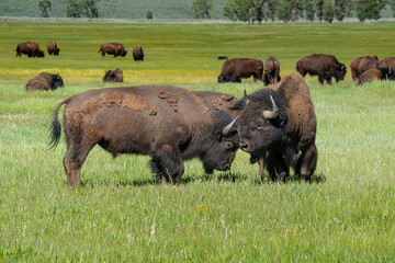 Bison joust for dominance, Grand Teton National Park, Wyoming