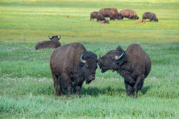 Naklejka na ściany i meble Bison interact in meadow, Grand Teton National Park, Wyoming