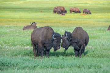 Bison interact in meadow, Grand Teton National Park, Wyoming